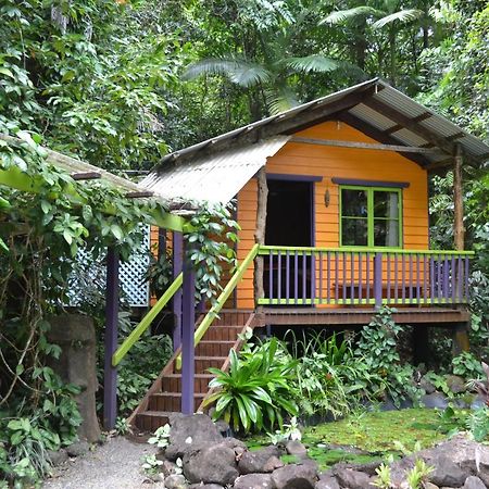 Rainforest Hideaway Cape Tribulation Luaran gambar