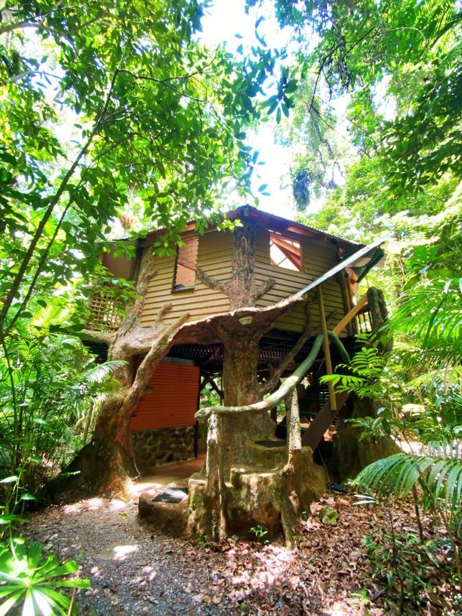 Rainforest Hideaway Cape Tribulation Luaran gambar