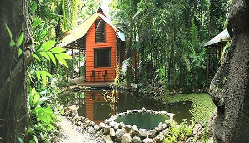 Rainforest Hideaway Cape Tribulation Bilik gambar