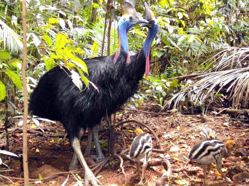 Rainforest Hideaway Cape Tribulation Luaran gambar