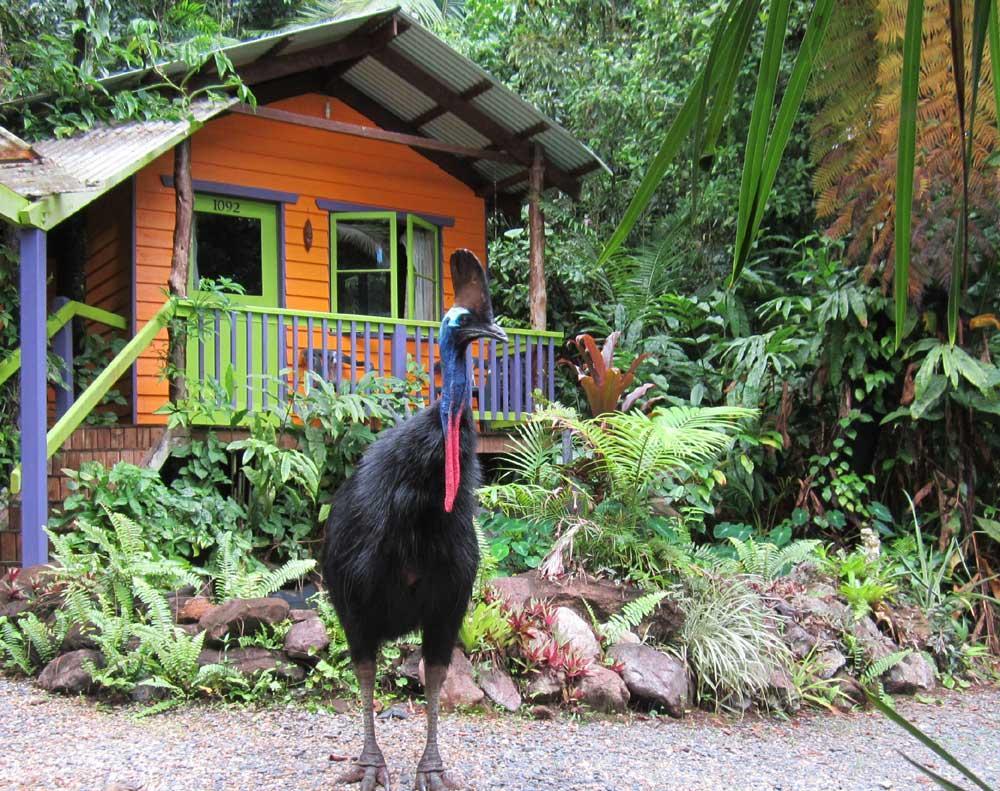Rainforest Hideaway Cape Tribulation Luaran gambar